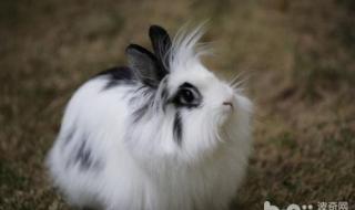 兔子的生活习性 兔子的生活习性