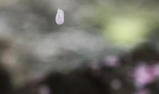 相思付东流 相思付东流