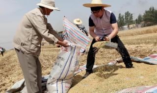 今天小麦多少钱一斤