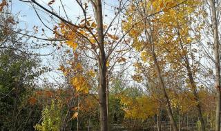 8公分白蜡多少钱 8公分白蜡多少钱