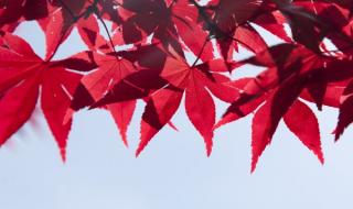 一层秋雨一层凉