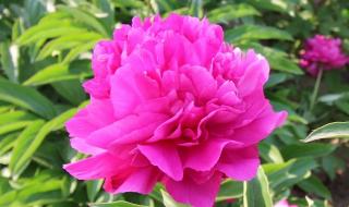 佳能600d配什么镜头 佳能600d配什么镜头