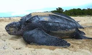 最大的水母 最大的水母