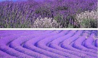 伊犁薰衣草 伊犁薰衣草