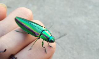 独角仙是几级保护动物 独角仙是几级保护动物