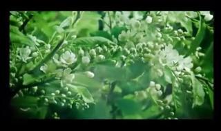 班得瑞初雪 班得瑞初雪