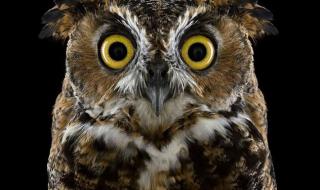 灵魂兽猫头鹰刷新时间 灵魂兽猫头鹰刷新时间